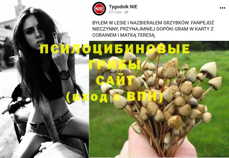 где купить наркоту  мега как зайти  Галлюциногенные грибы Magic Shrooms  Тверь 